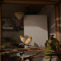 Canarini Rosso Mosaico