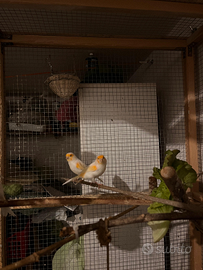 Canarini Rosso Mosaico