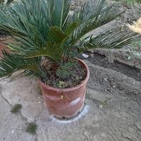 Pianta cycas