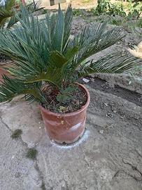 Pianta cycas