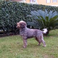 Lagotto maschio da riproduzione