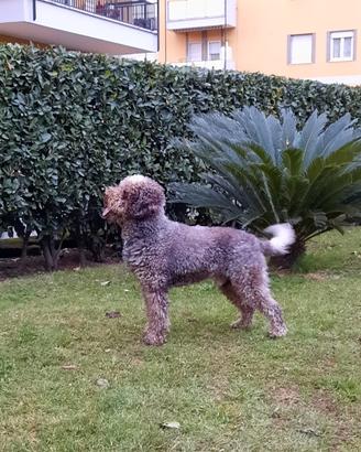 Lagotto maschio da riproduzione