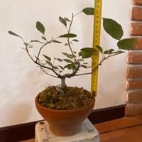 Prebonsai melo
