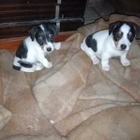 Cuccioli di jack Russel