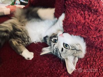Gatto siberiano