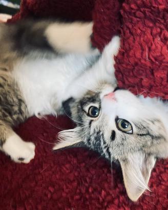 Gatto siberiano