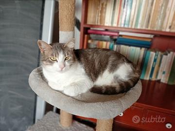 Dolcissima gattina Arabella