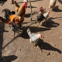 Gallo incrocio