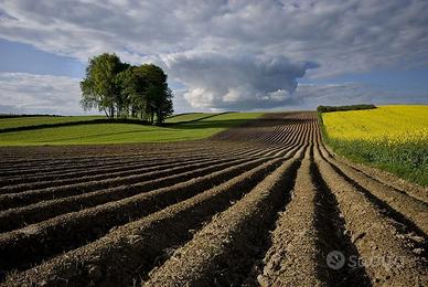 Terreno Agricolo Borgo Veneto [Cod. rif SA22VCG]
