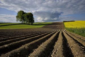 Terreno Agricolo Borgo Veneto [Cod. rif SA22VCG]