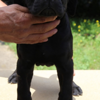 Cuccioli di razza Cane Corso