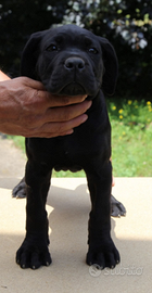 Cuccioli di razza Cane Corso