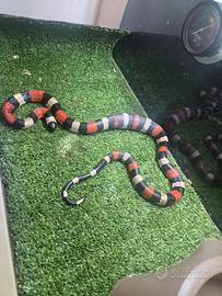 Serpente Lampropeltis triangulum