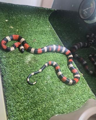 Serpente Lampropeltis triangulum