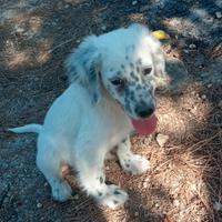 Cane caccia