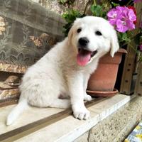 Cucciola in adozione