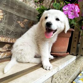 Cucciola in adozione