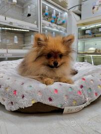 Volpino Spitz tedesco Pomerania maschio