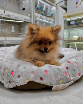 Volpino Spitz tedesco Pomerania maschio