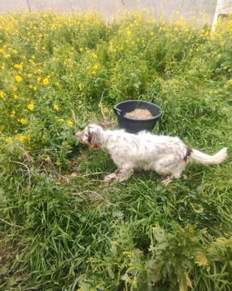 Cuccioloni di setter femmine due anni