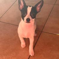 Chihuahua Toy cuccioli