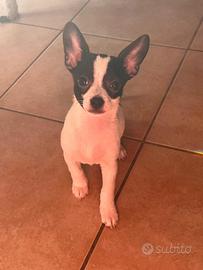 Chihuahua Toy cuccioli