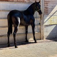Puledra Spagnola Capa negra 30 mesi