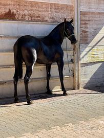 Puledra Spagnola Capa negra 30 mesi