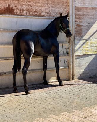 Puledra Spagnola Capa negra 30 mesi