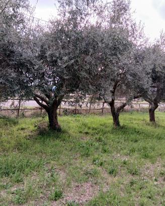 Pianta di ulivo