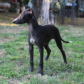 Cuccioli di whippet