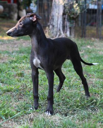 Cuccioli di whippet