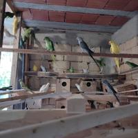 Parrocchetti dal collare