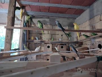 Parrocchetti dal collare