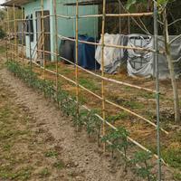 Terreno Piano Liguori - Ischia