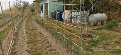 Terreno Piano Liguori - Ischia