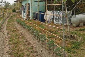 Terreno Piano Liguori - Ischia