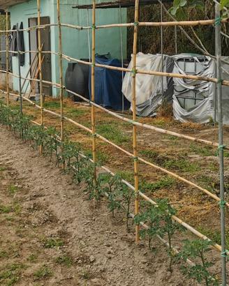 Terreno Piano Liguori - Ischia