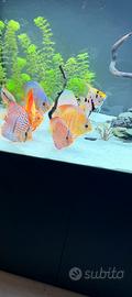 7discus per cambio progetto