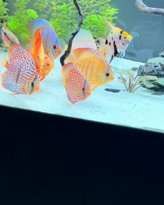 7discus per cambio progetto
