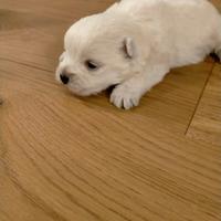 West highland White terrier con pedigree ENCI