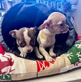 Chihuahua tre mesi mezzo