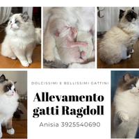 Dolcissimi cuccioli di Ragdoll disponibili