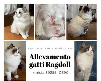 Dolcissimi cuccioli di Ragdoll disponibili