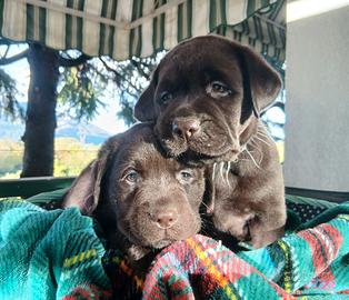 cuccioli di labrador chocolate