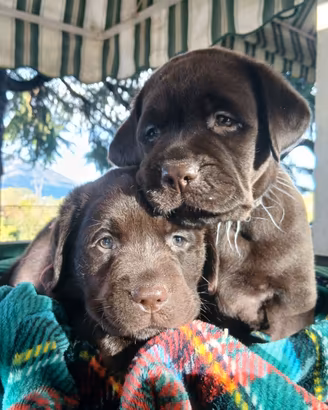 cuccioli di labrador chocolate