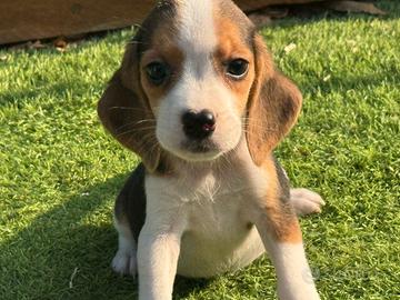 Beagle