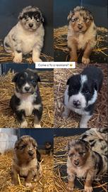 Cuccioli di Pastore Australiano