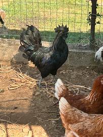 Gallo Cemano