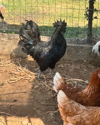 Gallo Cemano